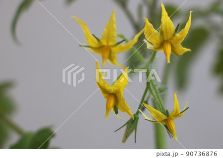 ミニトマトの花 ミニトマトの花 90736876