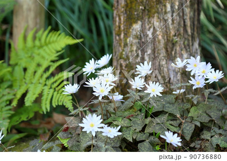 ユキワリイチゲの花 90736880