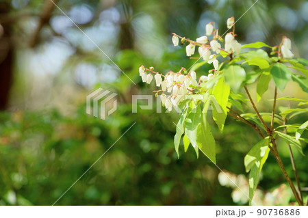 アセビの花 アセビの花 90736886