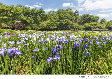 染谷しょうぶ園の花菖蒲 染谷しょうぶ園の花菖蒲 90736927