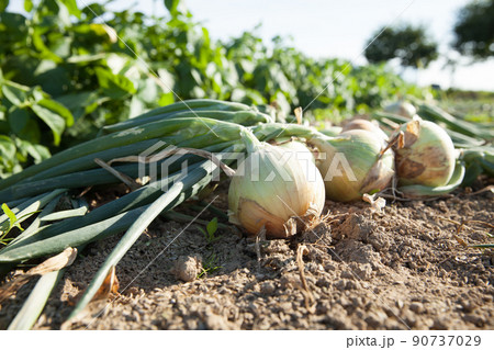 収穫されたタマネギ 90737029