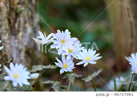 ユキワリイチゲの花 ユキワリイチゲの花 90737061