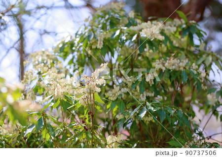 アセビの花 アセビの花 90737506