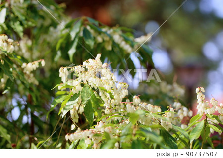 アセビの花 アセビの花 90737507
