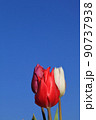 チューリップの赤い花と青空 90737938