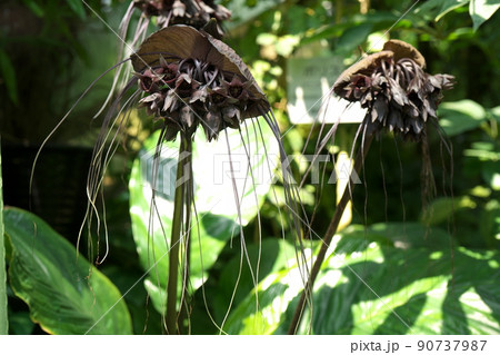 デビルフラワーの花 90737987