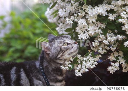 花（ヒメウツギ）の匂いを嗅ぐ猫　上半身アップ横向き 90738078