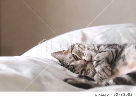 ベッドに横たわる猫 上半身アップ ベッドに横たわる猫 上半身アップ 90738082