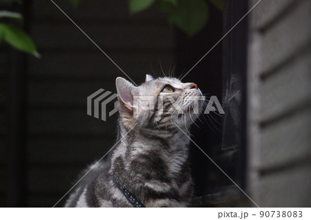 見上げる猫 上半身アップ 黒バック 庭 見上げる猫 上半身アップ 黒バック 庭 90738083