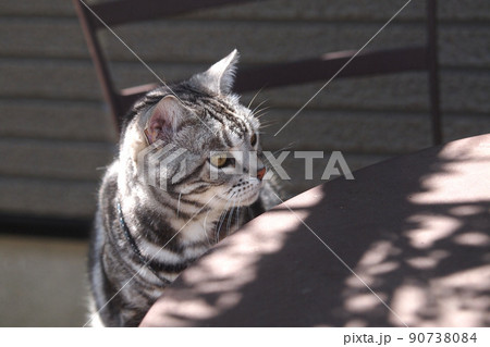 ガーデンチェアに座る猫 上半身アップ ガーデンチェアに座る猫 上半身アップ 90738084