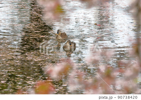 青森県弘前市下白銀町弘前公園　弘前城外濠の桜の花筏の中を泳ぐカルガモ 90738420