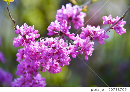 ハナズオウ ハナズオウ 90738706