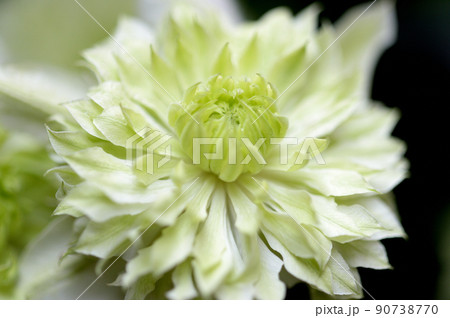 ツル性植物　クレマチス  白万重 90738770