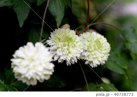 ツル性植物 クレマチス 白万重 ツル性植物 クレマチス 白万重 90738773