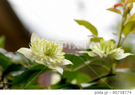 ツル性植物　クレマチス  白万重 90738774
