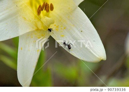 ユリの蜜を集めるアリ ユリの蜜を集めるアリ 90739336