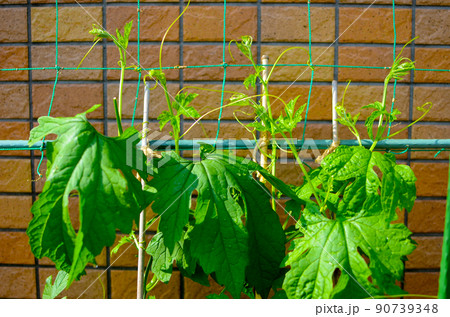 真夏に向け、てグリーンカーテン用　ゴーヤ栽培中　先端 90739348