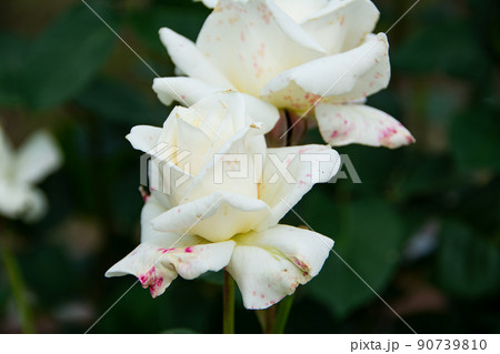 バラの花 バラの花 90739810