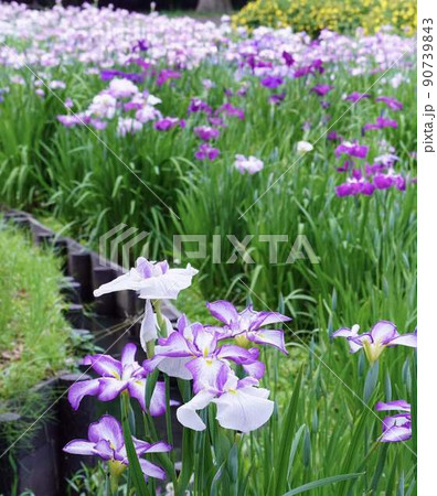 初夏花菖蒲景色 *縦長長方形構図 初夏花菖蒲景色 *縦長長方形構図 90739843
