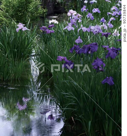 初夏花菖蒲景色　＊縦長長方形構図 90739844