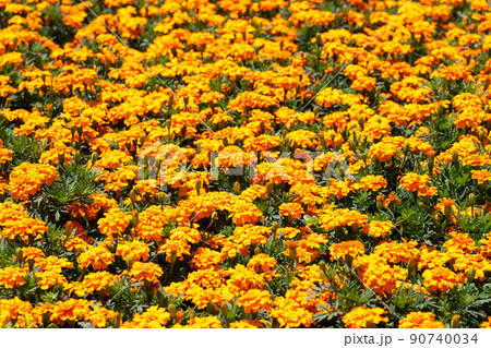 マリーゴールド　キク科タゲテス属 90740034