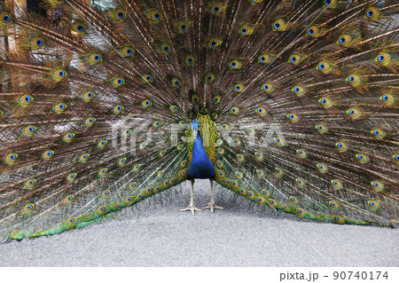 大きく羽をひろげアピールし続けるインドクジャクの雄、目玉模様が風に揺れてファファ 90740174