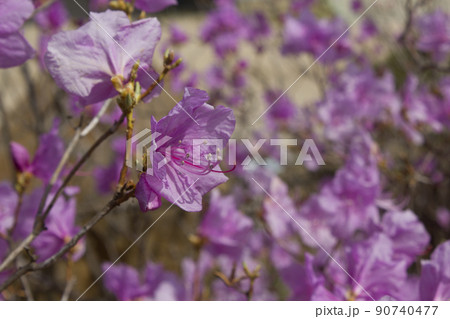 花 植物 ピンク 90740477