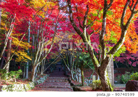 滋賀県木之本町 鶏足寺の紅葉 滋賀県木之本町 鶏足寺の紅葉 90740599