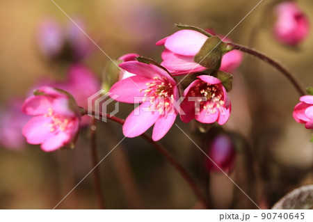 スハマソウ 90740645