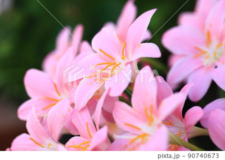 レインリリーの花 90740673
