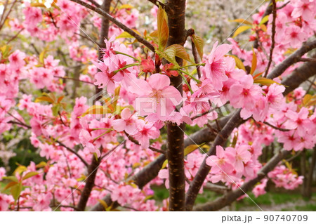 青森県弘前市下白銀町弘前公園 弘前城内の横浜緋桜 青森県弘前市下白銀町弘前公園 弘前城内の横浜緋桜 90740709