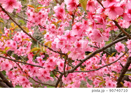 青森県弘前市下白銀町弘前公園 弘前城内の横浜緋桜 青森県弘前市下白銀町弘前公園 弘前城内の横浜緋桜 90740710
