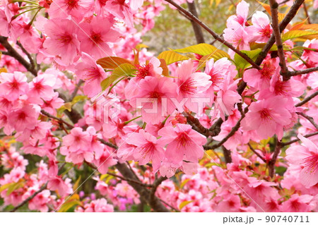 青森県弘前市下白銀町弘前公園 弘前城内の横浜緋桜 青森県弘前市下白銀町弘前公園 弘前城内の横浜緋桜 90740711
