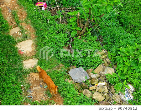 チャングナラヤンの日常風景(犬) チャングナラヤンの日常風景(犬) 90740812