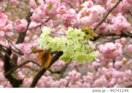 青森県弘前市下白銀町弘前公園　弘前城内のウコンザクラと八重桜の東錦 90741246