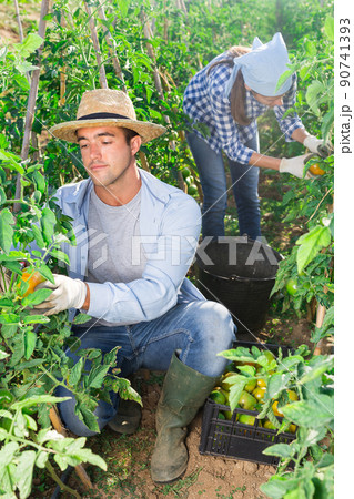 Man and woman harvesting tomatoes together in field Man and woman harvesting tomatoes together in field 90741393