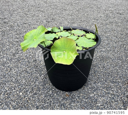 蓮のバケツ栽培 90741595