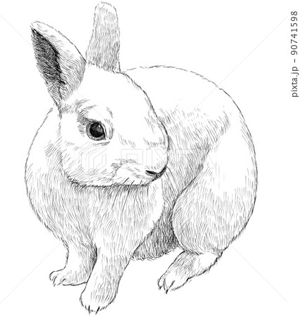 ウサギのモノクロペン画イラストのイラスト素材