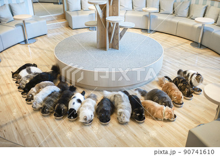 猫カフェ ねこたちのごはんタイム 90741610