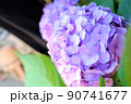 1つの青紫色のアジサイ 90741677