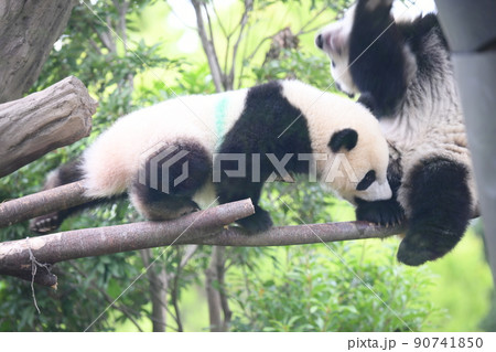 枝の上で仲良くじゃれる赤ちゃんふたごパンダ 90741850