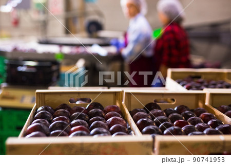 Ripe purple plums in the the wooden crates Ripe purple plums in the the wooden crates 90741953
