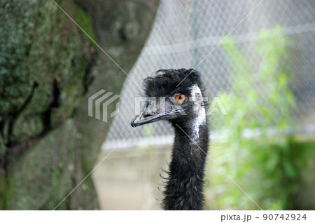 パンチパーマのエミュー 90742924