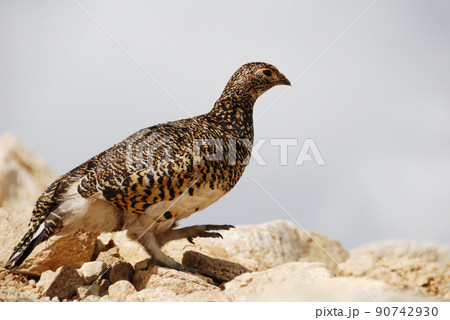 a snow grouse,a ptarmigan / 登山道を歩くライチョウ,メス @表銀座縦走路 a snow grouse,a ptarmigan / 登山道を歩くライチョウ,メス @表銀座縦走路 90742930
