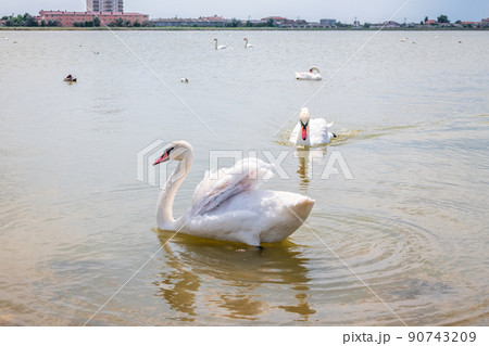 A large flock of graceful white swans swims in the lake., swans in the wild A large flock of graceful white swans swims in the lake., swans in the wild 90743209