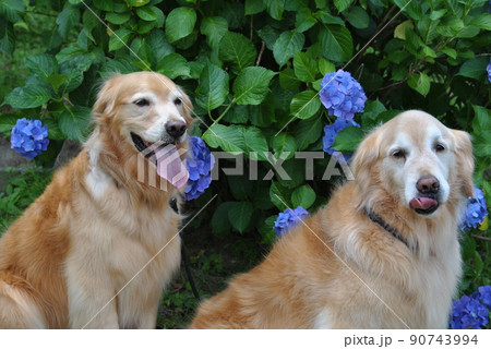 青い紫陽花と犬 90743994