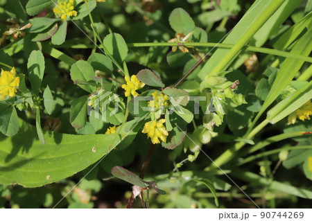 春の日本の野原に咲くコメツブツメクサの黄色い花 90744269