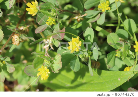 春の日本の野原に咲くコメツブツメクサの黄色い花 90744270