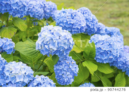 色鮮やかな青色のあじさいのアップ 90744276