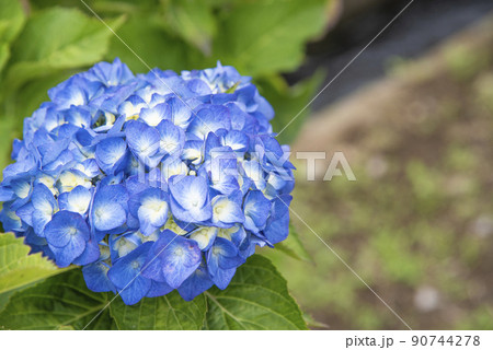 色鮮やかな青色のあじさいのアップ 90744278